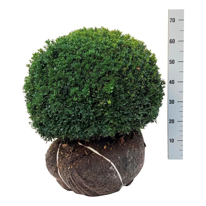 Buxus sempervirens klot 50-55 cm rotklump