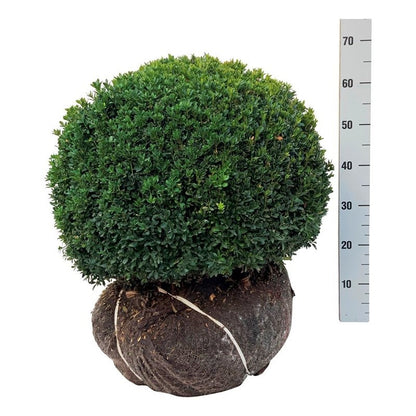 Buxus sempervirens klot 50-55 cm rotklump