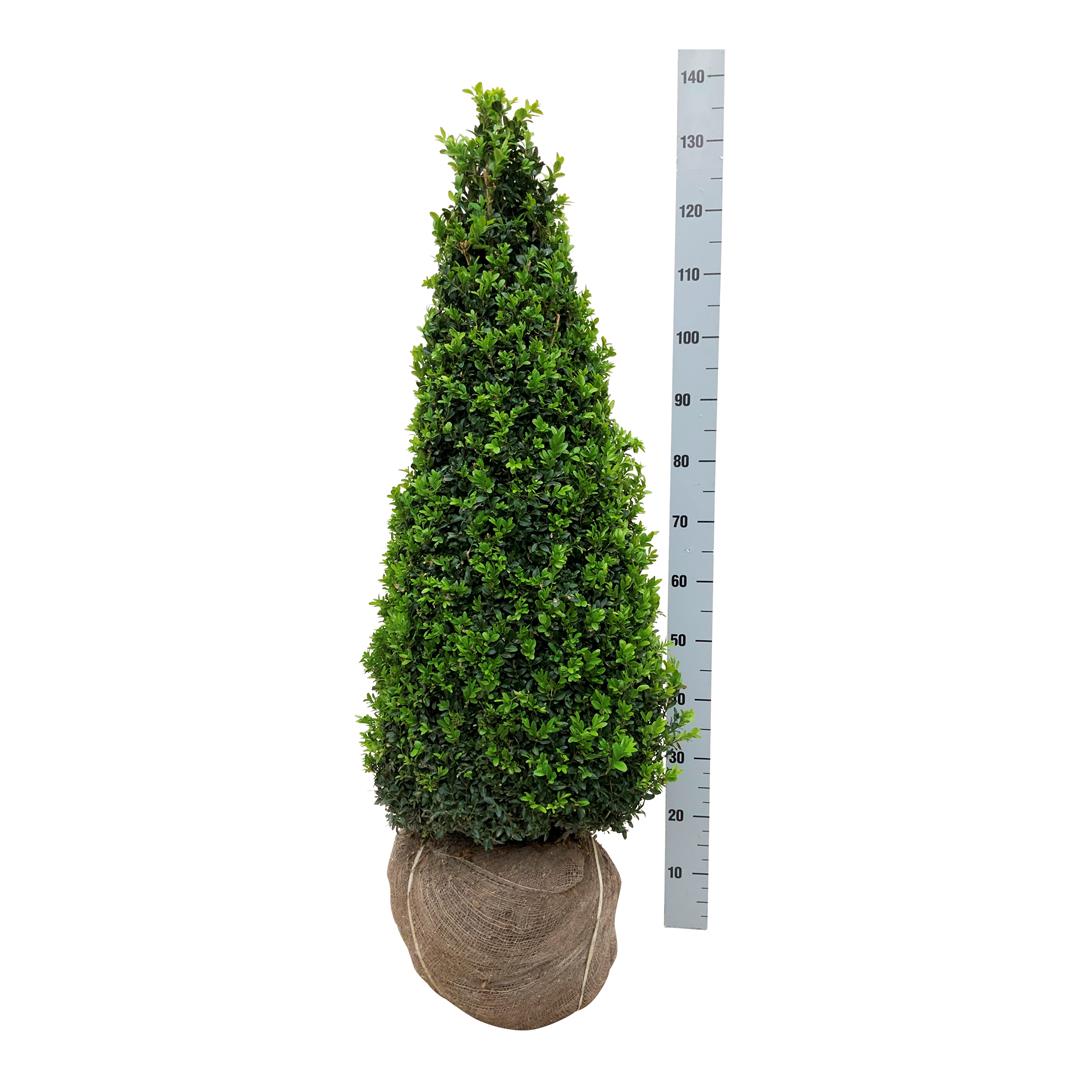 Buxus sempervirens kon 90-100 cm rotklump