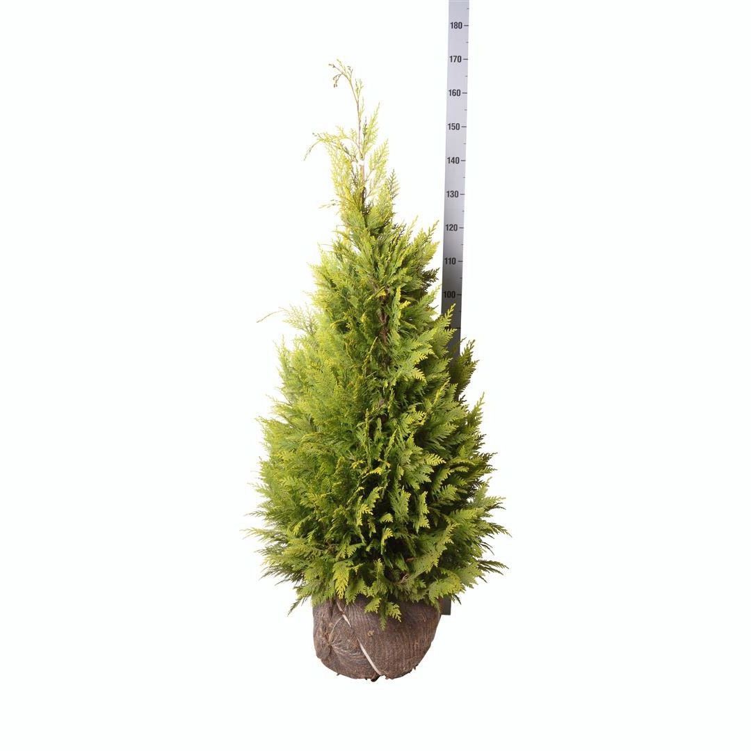 Chamaecyparis lawsoniana &