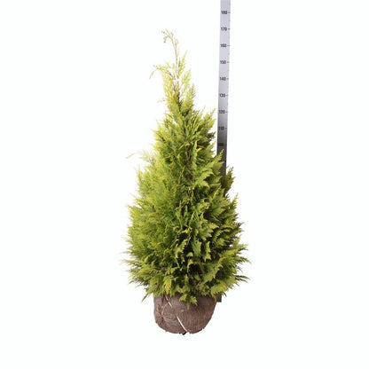 Chamaecyparis lawsoniana &