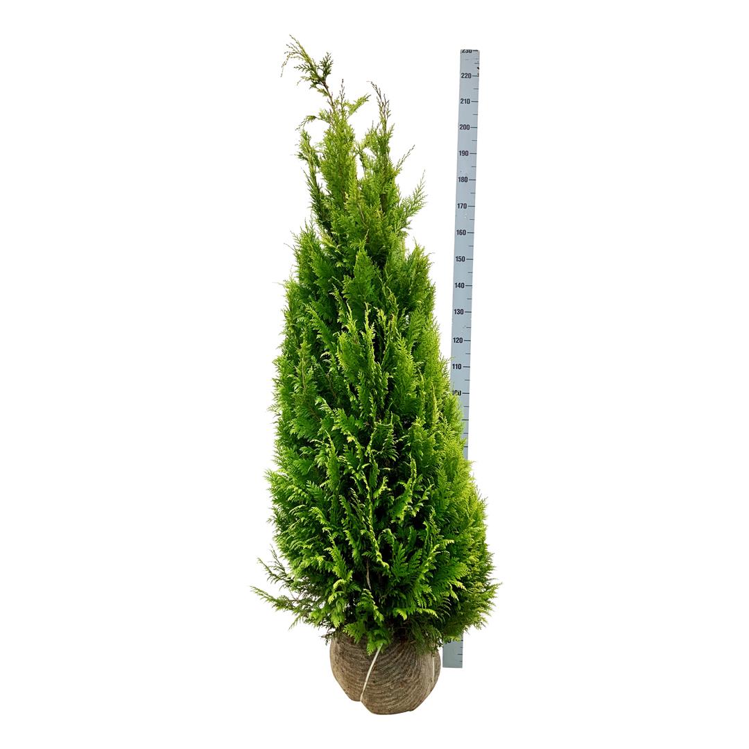 Chamaecyparis lawsoniana &