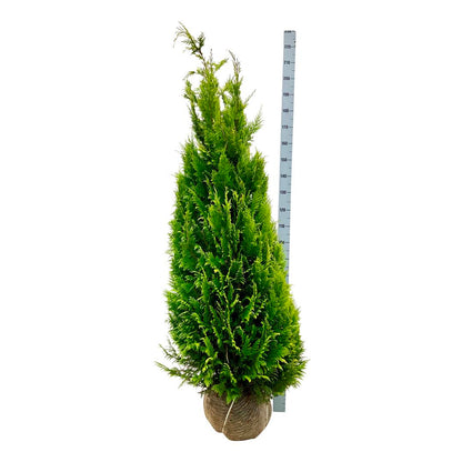 Chamaecyparis lawsoniana &