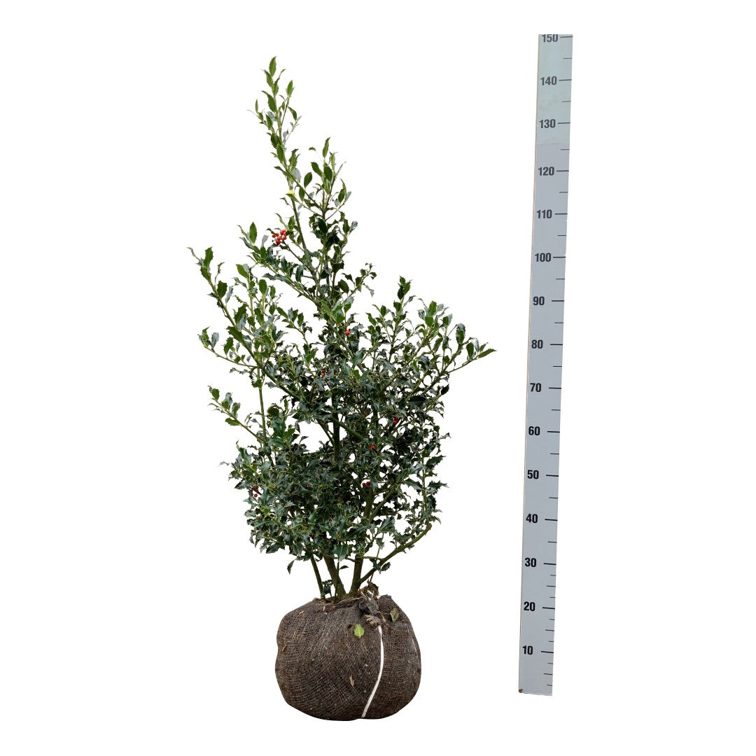 Ilex aquifolium &