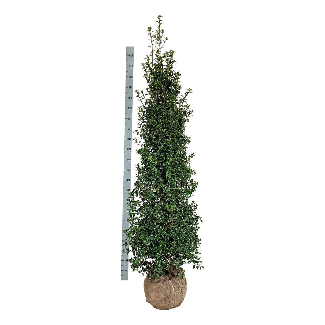 Ilex aquip. &