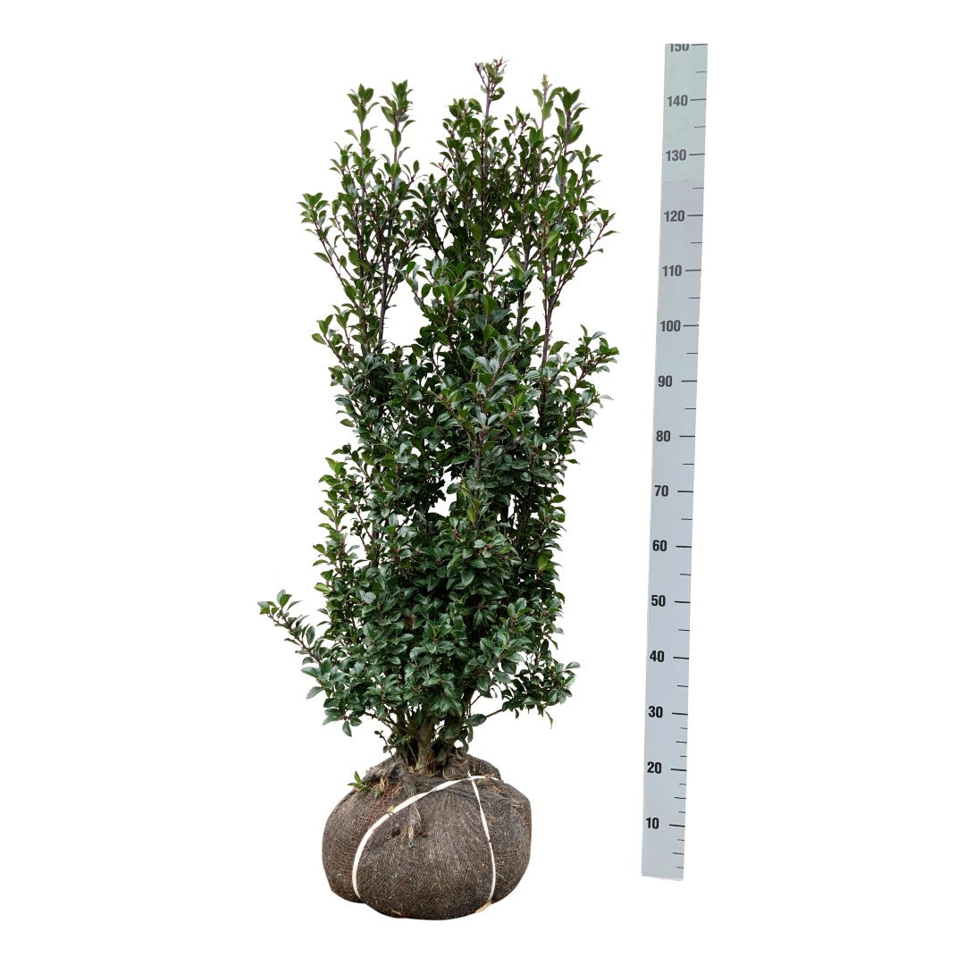 Ilex meserveae &