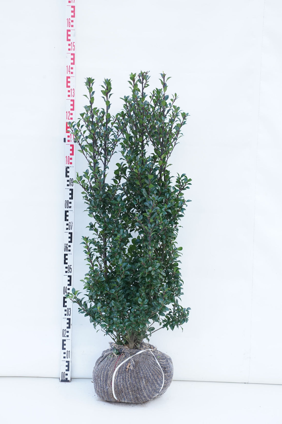 Ilex meserveae &