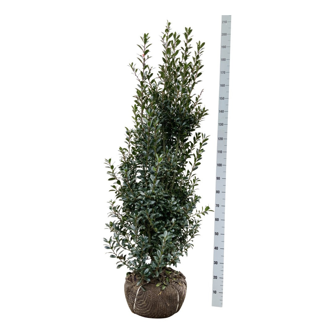 Ilex meserveae &