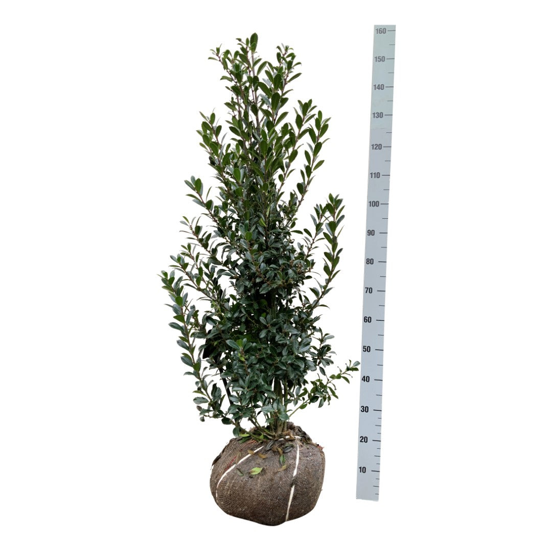 Ilex meserveae &