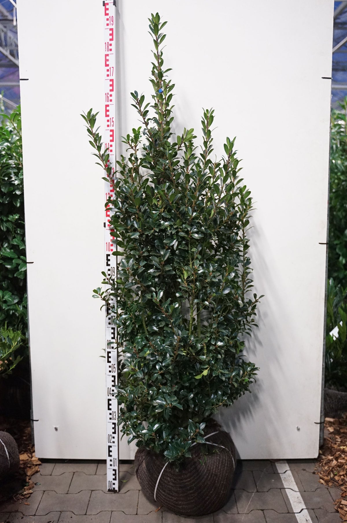 Ilex meserveae &