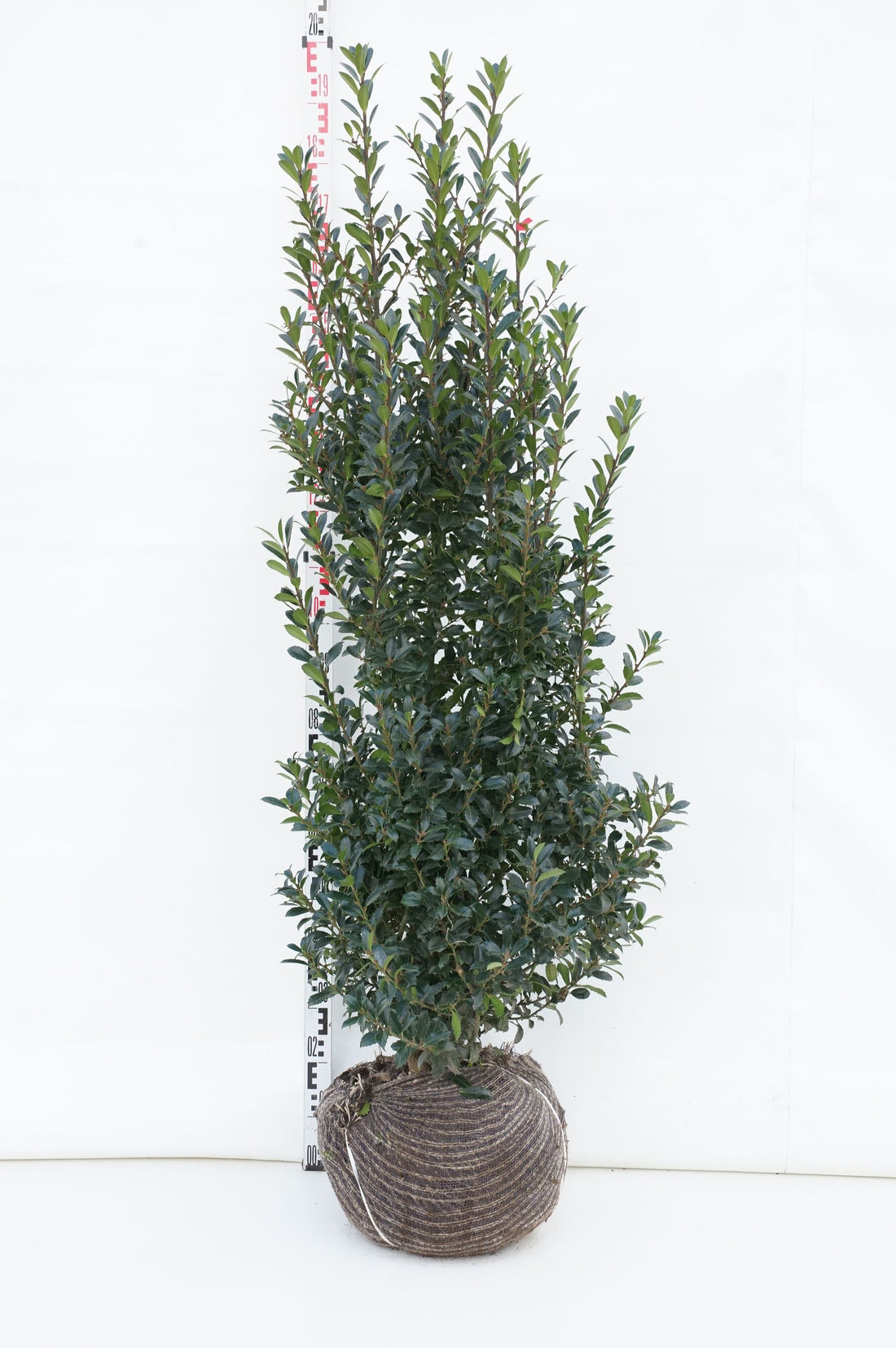 Ilex meserveae &