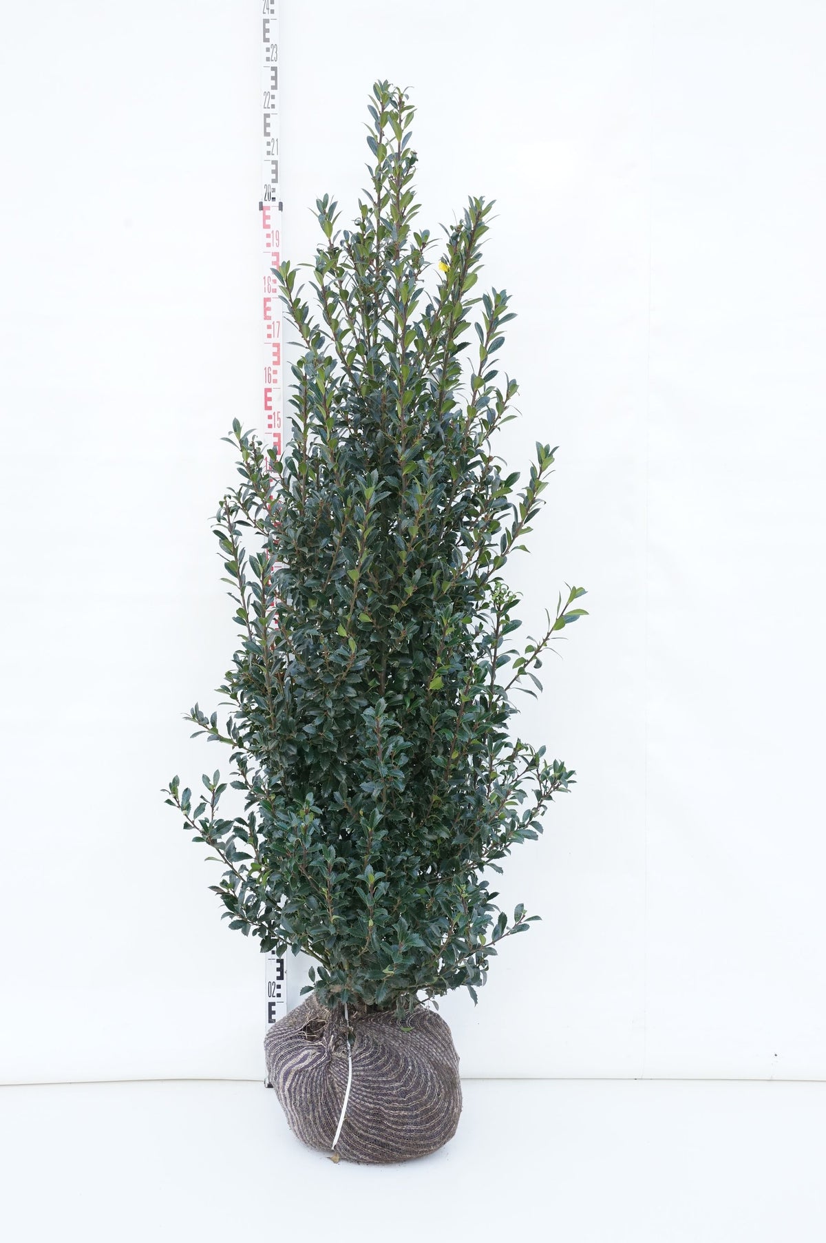 Ilex meserveae &