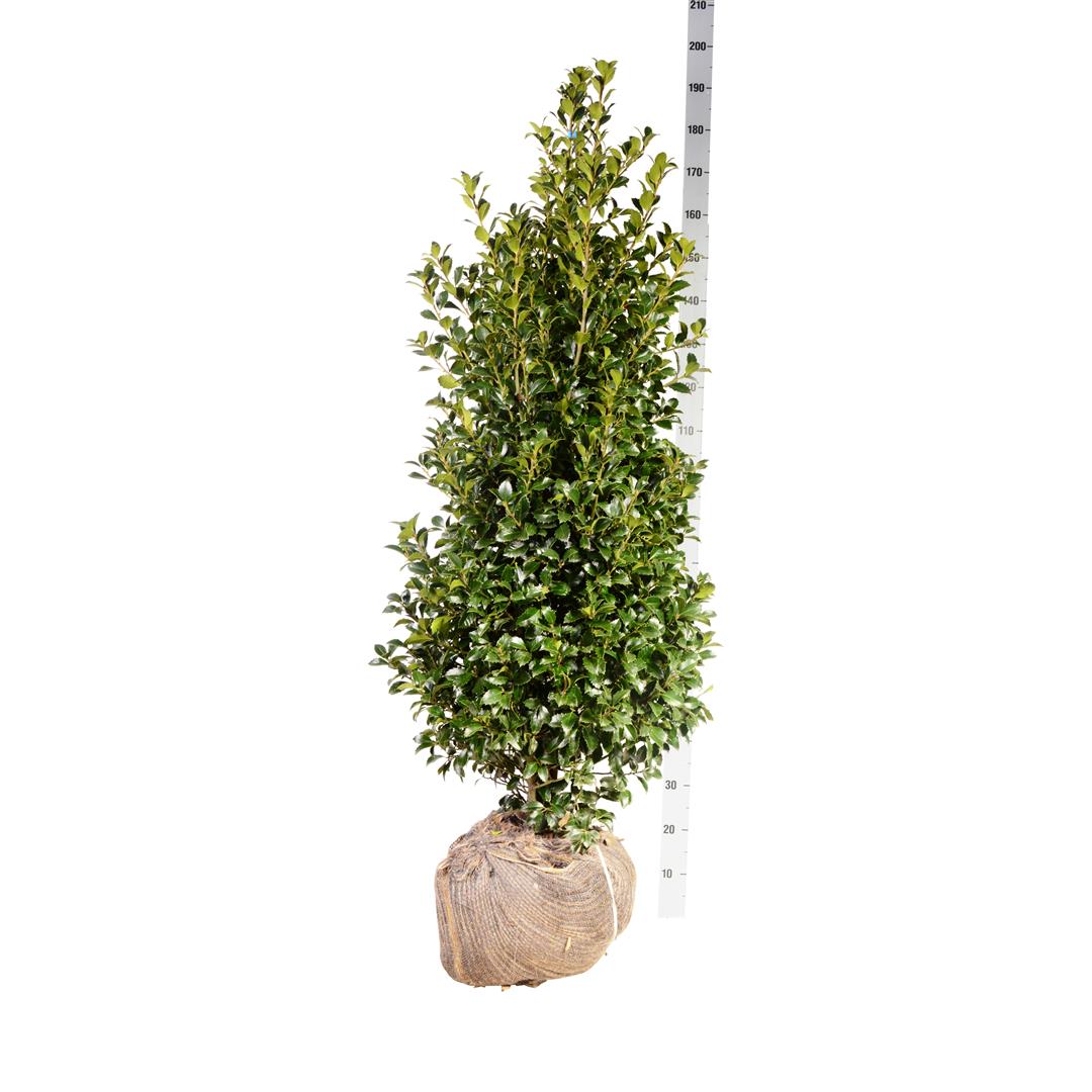 Ilex meserveae &