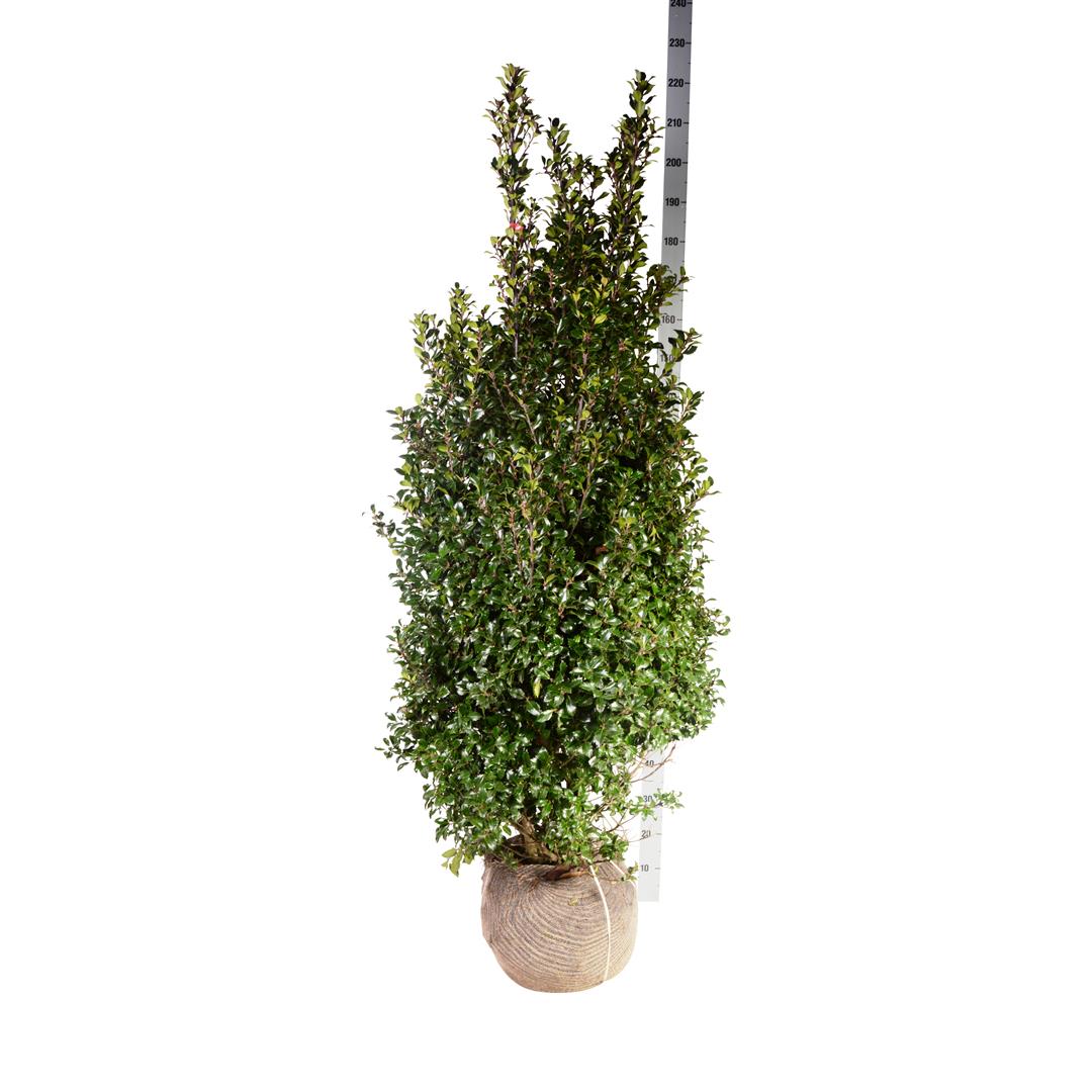 Ilex meserveae &