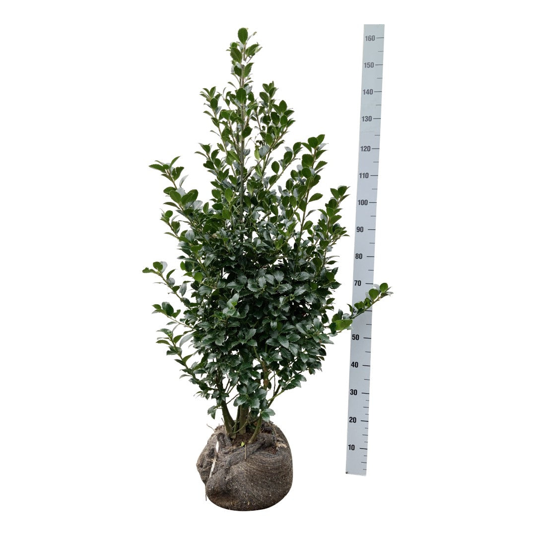Ilex meserveae &