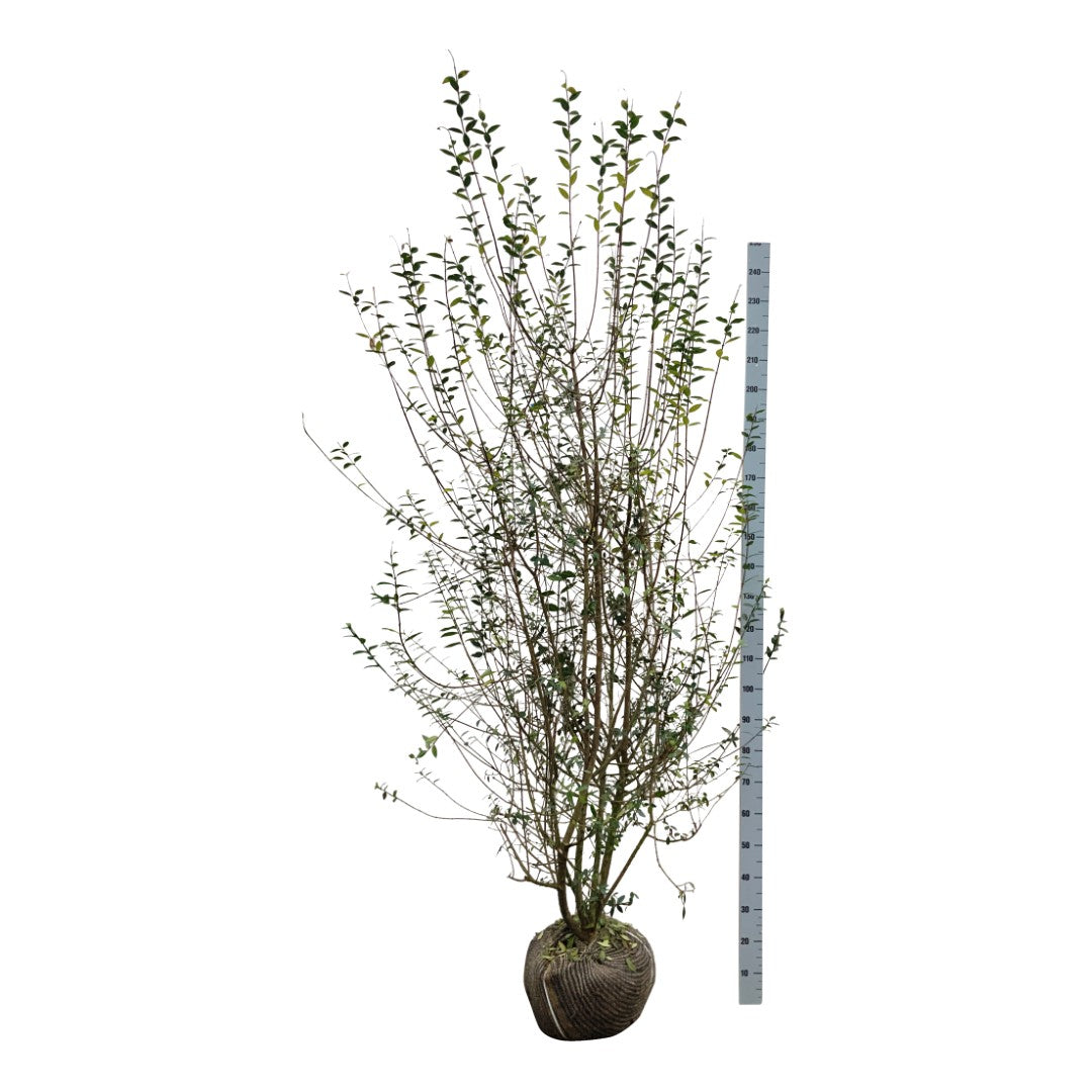 Ligustrum vulg. &