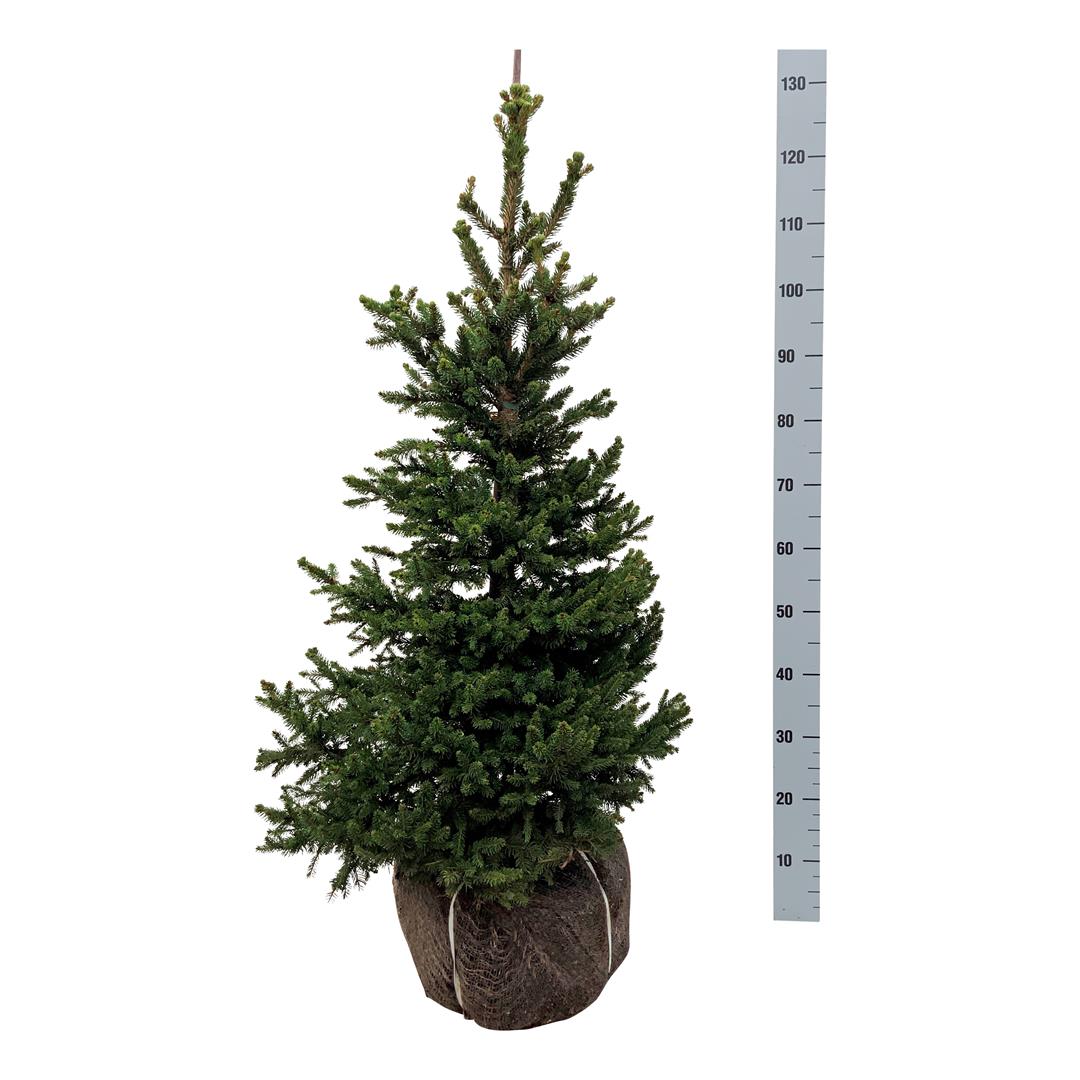 Picea abies &