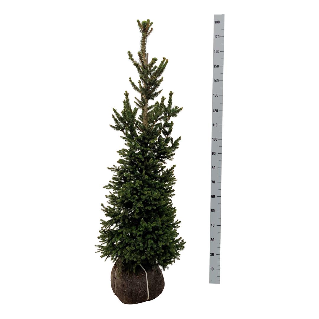 Picea abies &