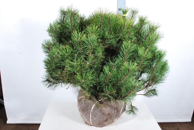 Pinus mugo C35 (35 liters kruka) 100-120 cm