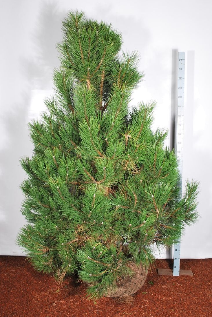 Pinus nigra nigra 225-250 cm solitär med rotklump