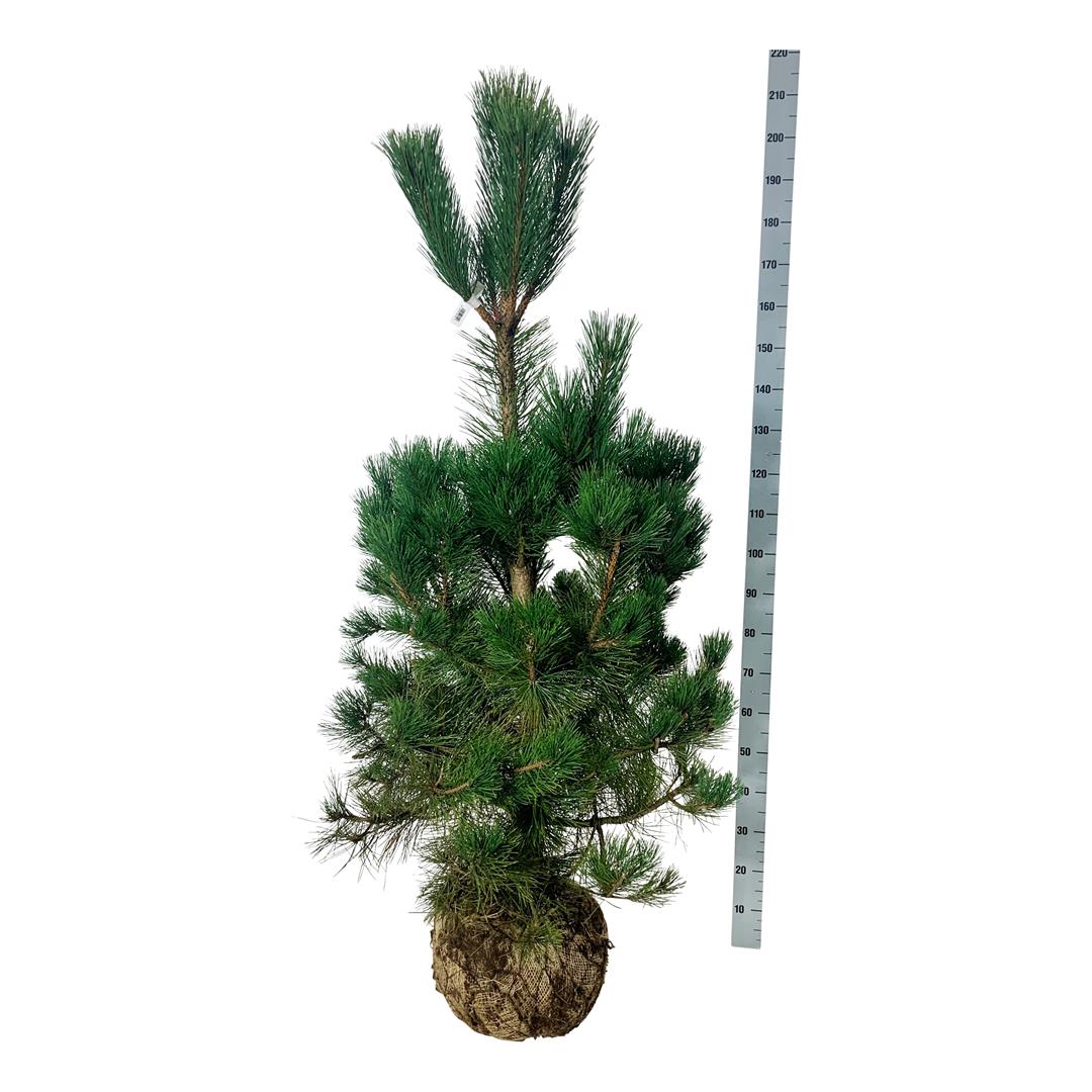 Pinus nigra nigra 200-225 cm solitär med rotklump