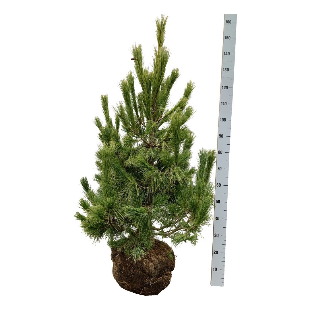 Pinus peuce 100-125 cm klump med nät