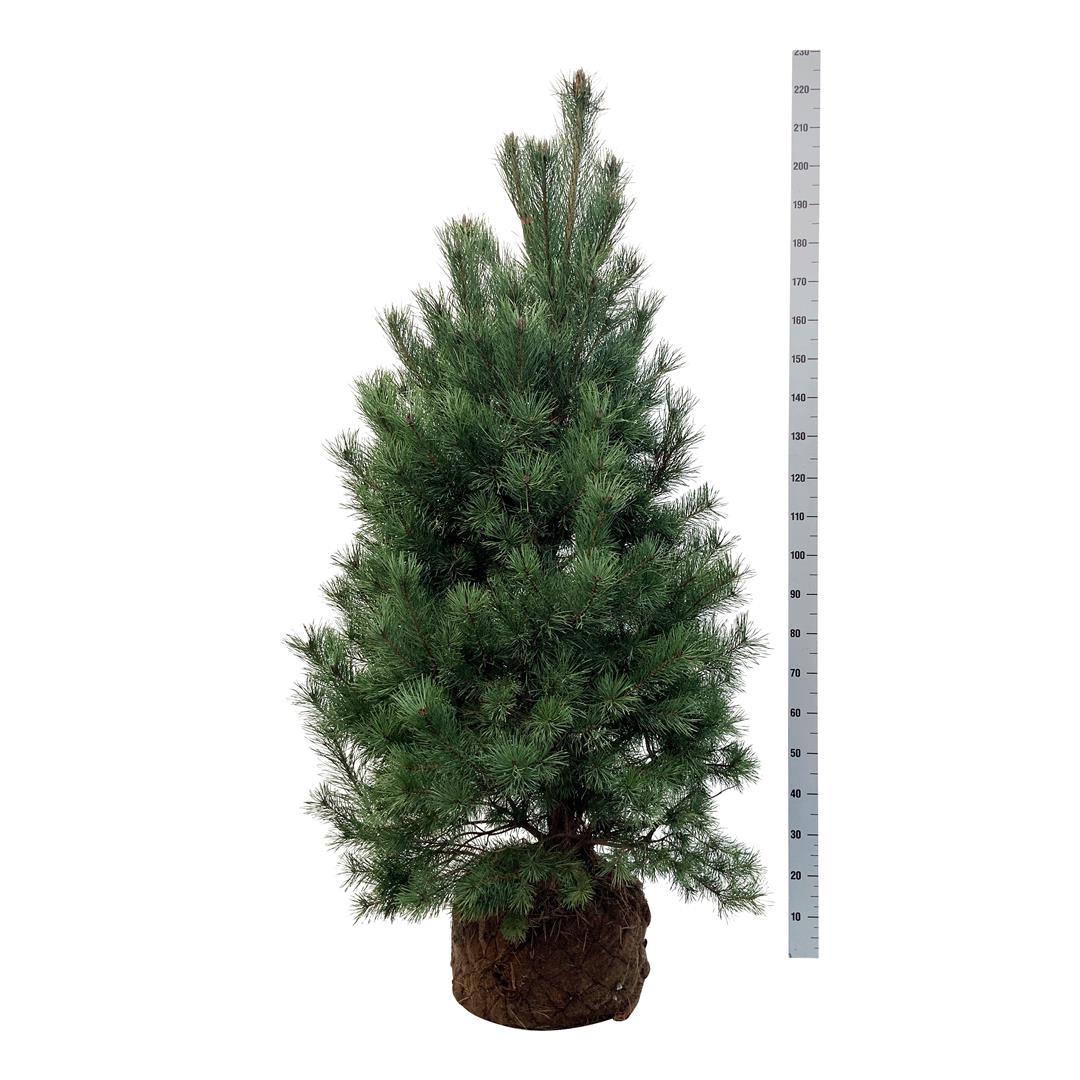 Pinus sylvestris 200-225 cm solitär nätad rotklump