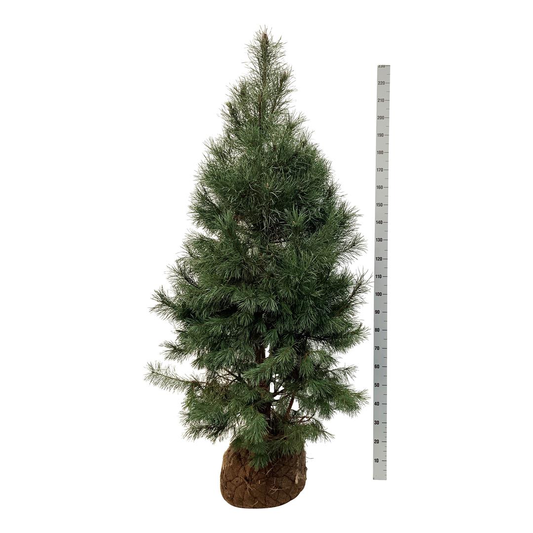 Pinus sylvestris 175-200 cm rotklump med nät