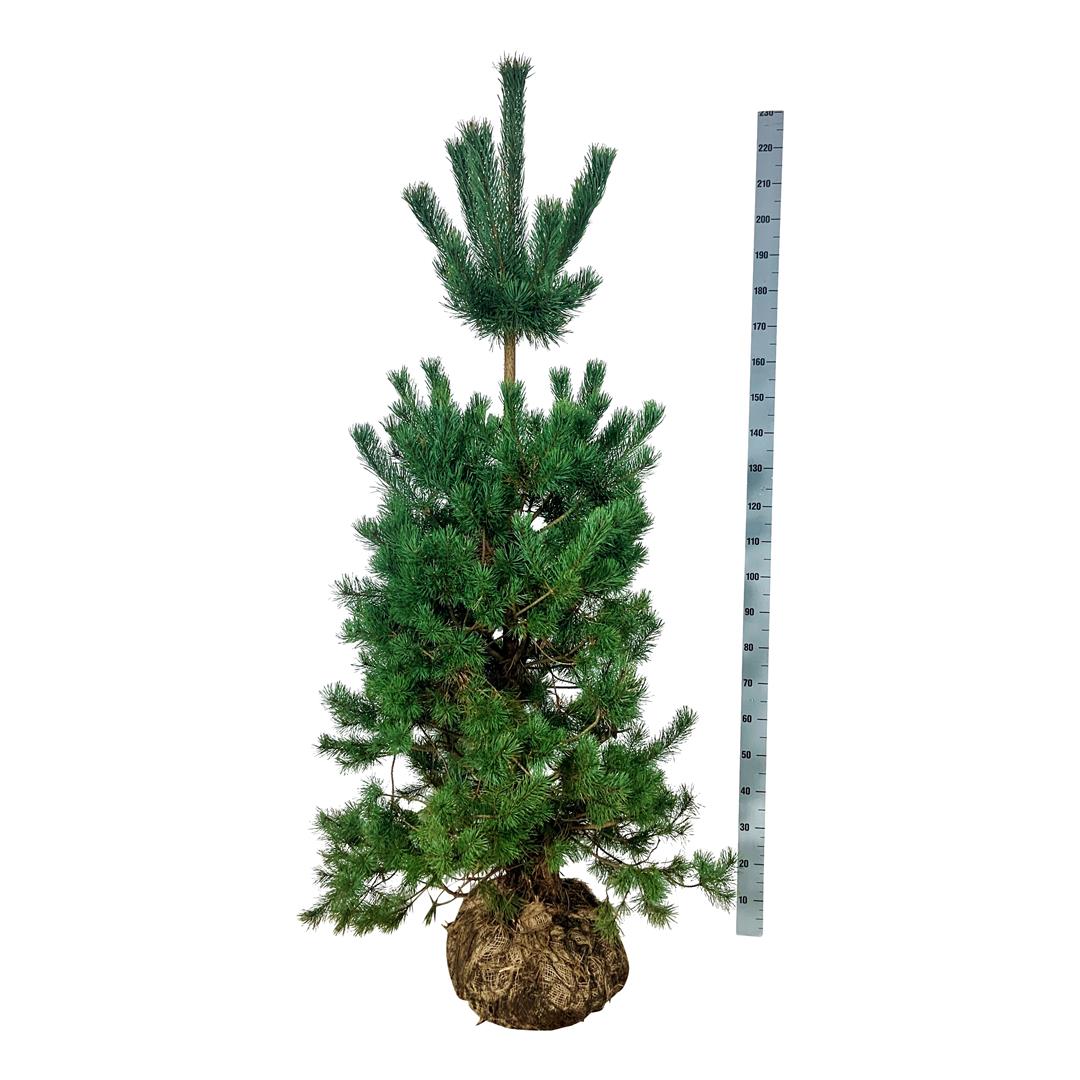 Pinus sylvestris 175-200 cm med nätad rotklump