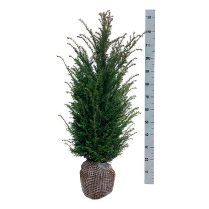 Taxus baccata 80-100 cm med rotklump