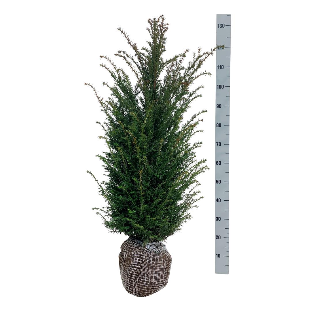 Taxus baccata 80-100 cm rotklump