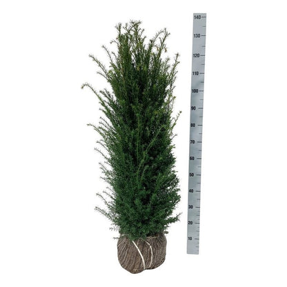 Taxus baccata 100-120 cm rotklump