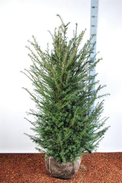Taxus baccata 120-140 cm rotklump