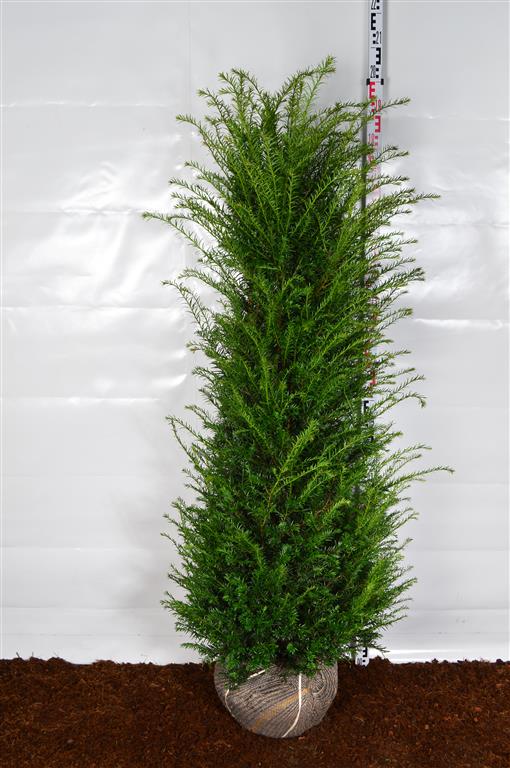 Taxus baccata 160-180 cm med rotklump