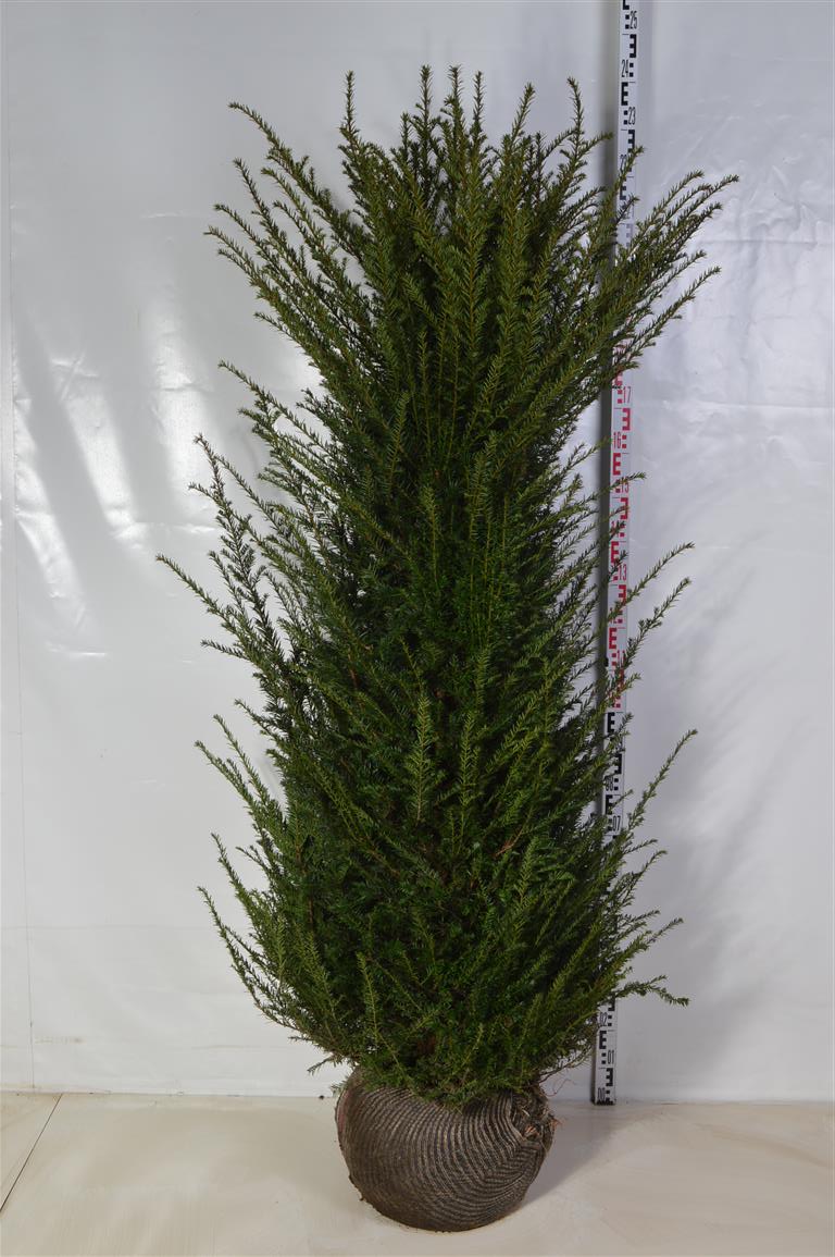 Taxus baccata 180-200 cm rotklump (extra omplanterad)