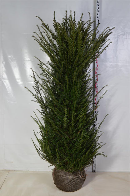 Taxus baccata 180-200 cm med rotklump (extra omskolad)