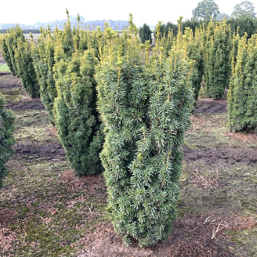 Taxus b. &