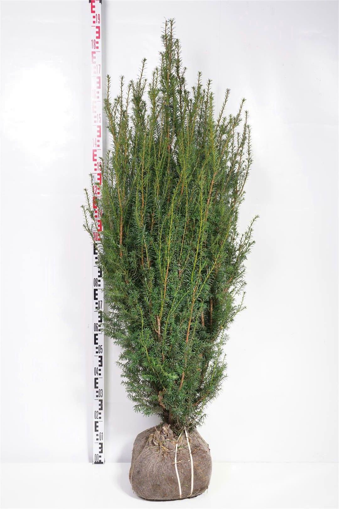 Taxus media &
