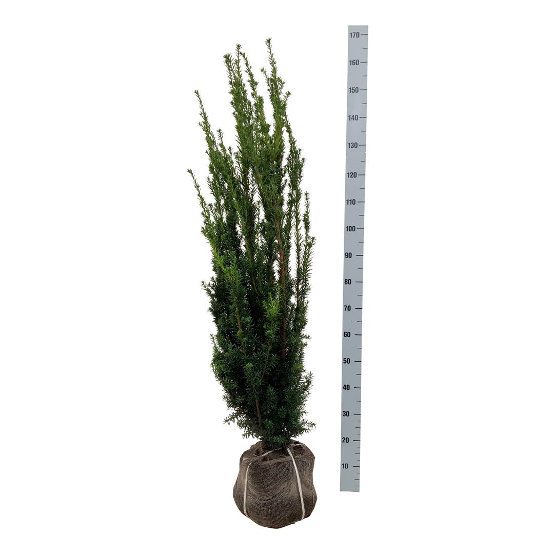 Taxus media &