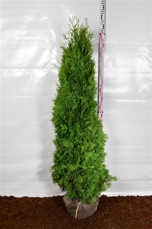 Thuja occidentalis &