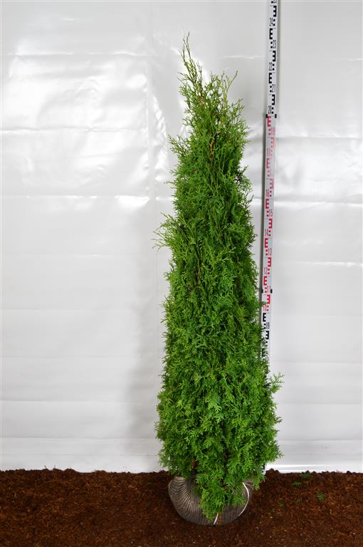 Thuja occidentalis &