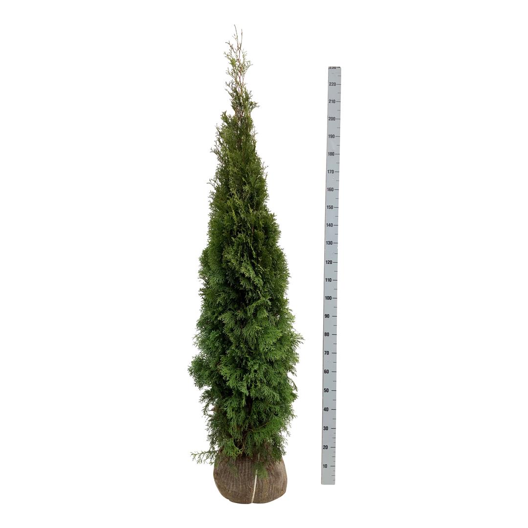 Thuja occidentalis &