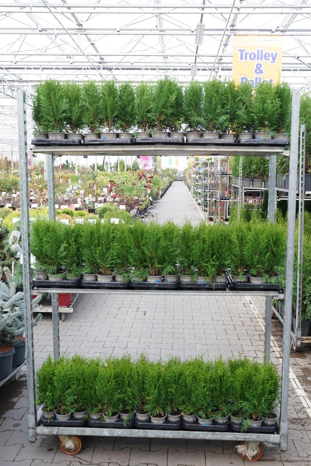 Thuja occidentalis &
