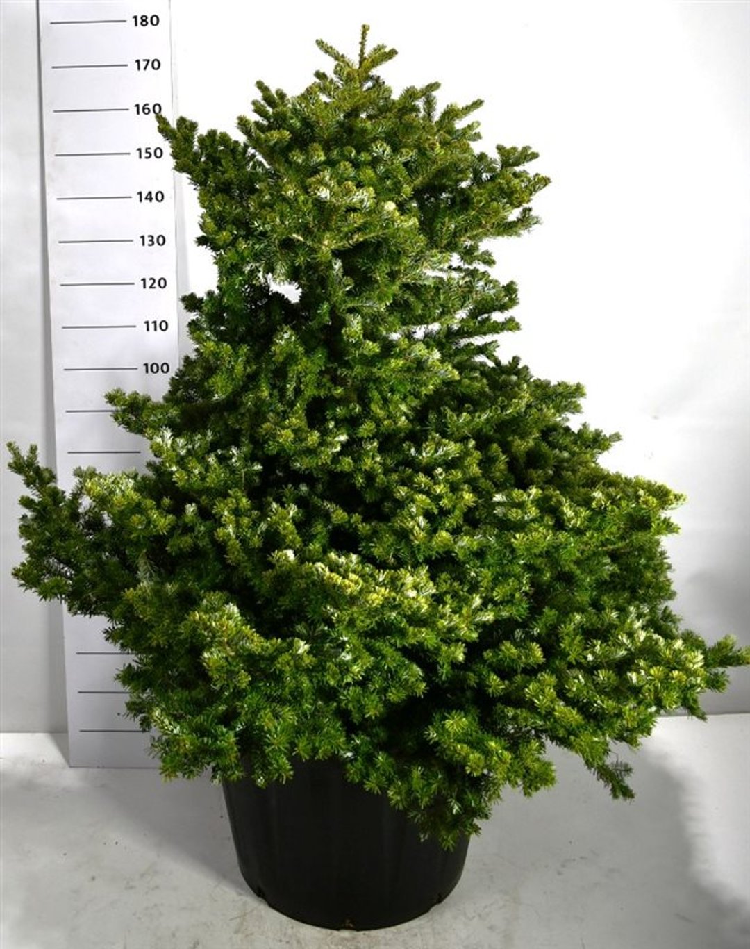 Abies koreana &