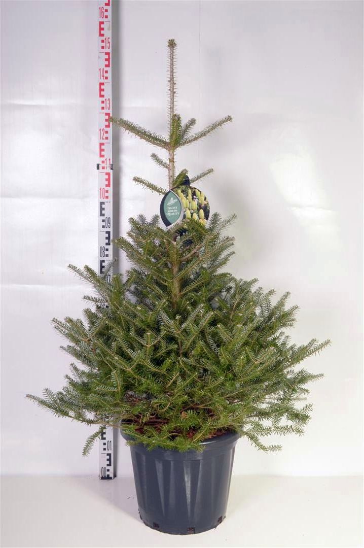 Abies koreana C25 (25 liters kruka) 80-100 cm
