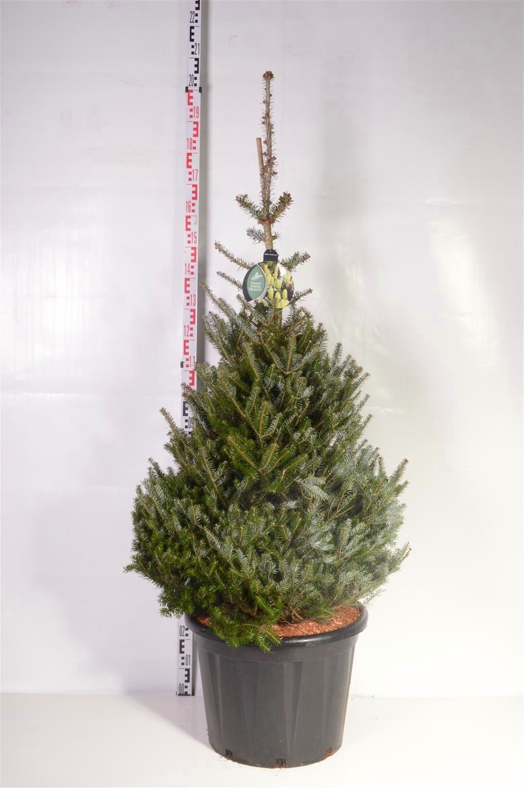 Abies koreana C65 (65 liters kruka) 125-150 cm