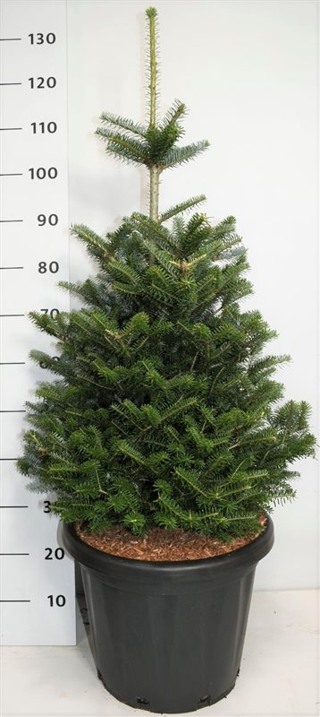 Abies koreana C25 (25 liters kruka) 60-80 cm