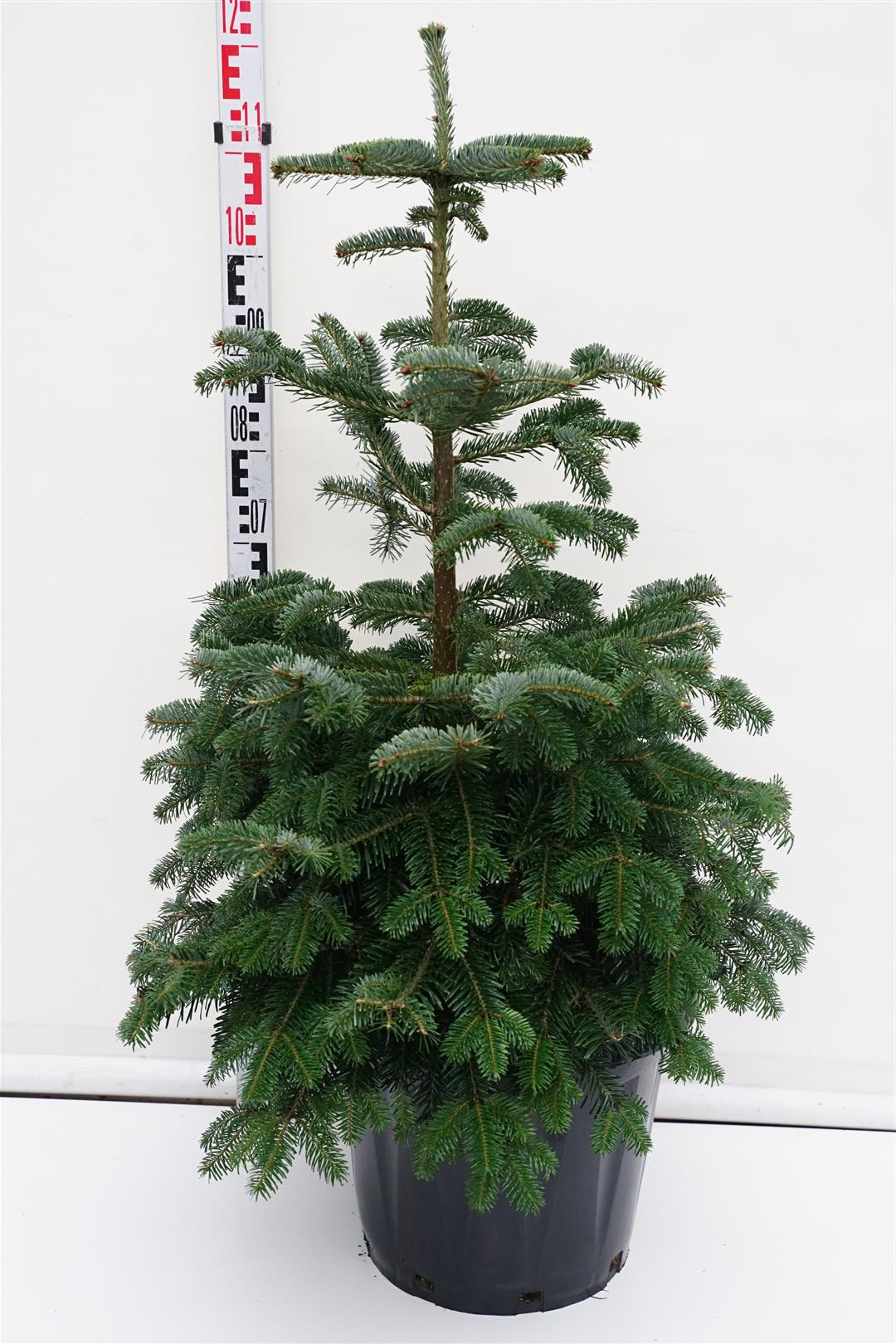 Abies nordmanniana C25 (25 liters kruka) 60-80 cm