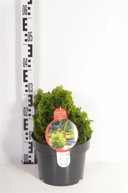 Chamaecyparis o. &
