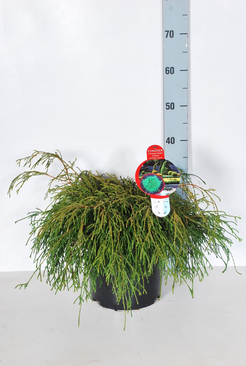 Chamaecyparis pisifera &
